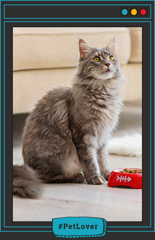 Cual es la mejor comida para gatos pequeños